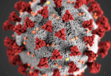 Colorado news organizations request information and transparency from Gov. Jared Polis during the COVID-19 crisis. This illustration, created at the Centers for Disease Control and Prevention (CDC), reveals ultrastructural morphology exhibited by coronaviruses.