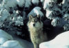 The last time Colorado was home to gray wolves was in the 1940s. Supporters of reintroducing the endangered species to Colorado are busy gathering signatures to put a measure on next November's ballot. (Public domain photo from the U.S. Fish and Wildlife Service via Flickr: Creative Commons)