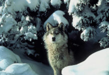 Updated: What you need to know about a ballot effort to bring wolves back to Colorado Should voters make this call of the wild? The last time Colorado was home to gray wolves was in the 1940s. Supporters of reintroducing the endangered species to Colorado are busy gathering signatures to put a measure on next November's ballot. (Public domain photo from the U.S. Fish and Wildlife Service via Flickr: Creative Commons)
