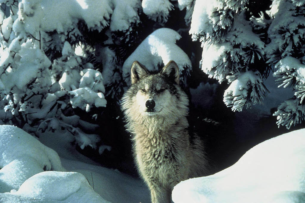 What You Need To Know About The Effort To Bring Wolves Back To Colorado